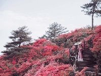 龟峰山杜鹃花海盛况大赏