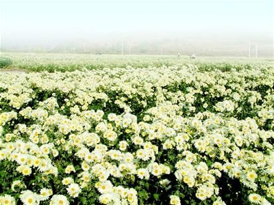 “麻城福白菊” 入选2020年地理标志运用促进项目
