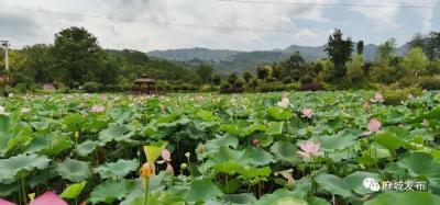 荷花节网络直播火了盐田河地标优品