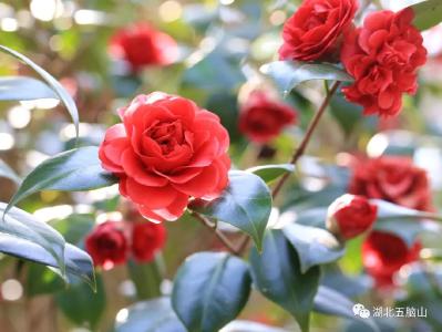 花开荆楚丨“百年风华茂 麻城茶花红”直播活动邀您线上共赏茶花~