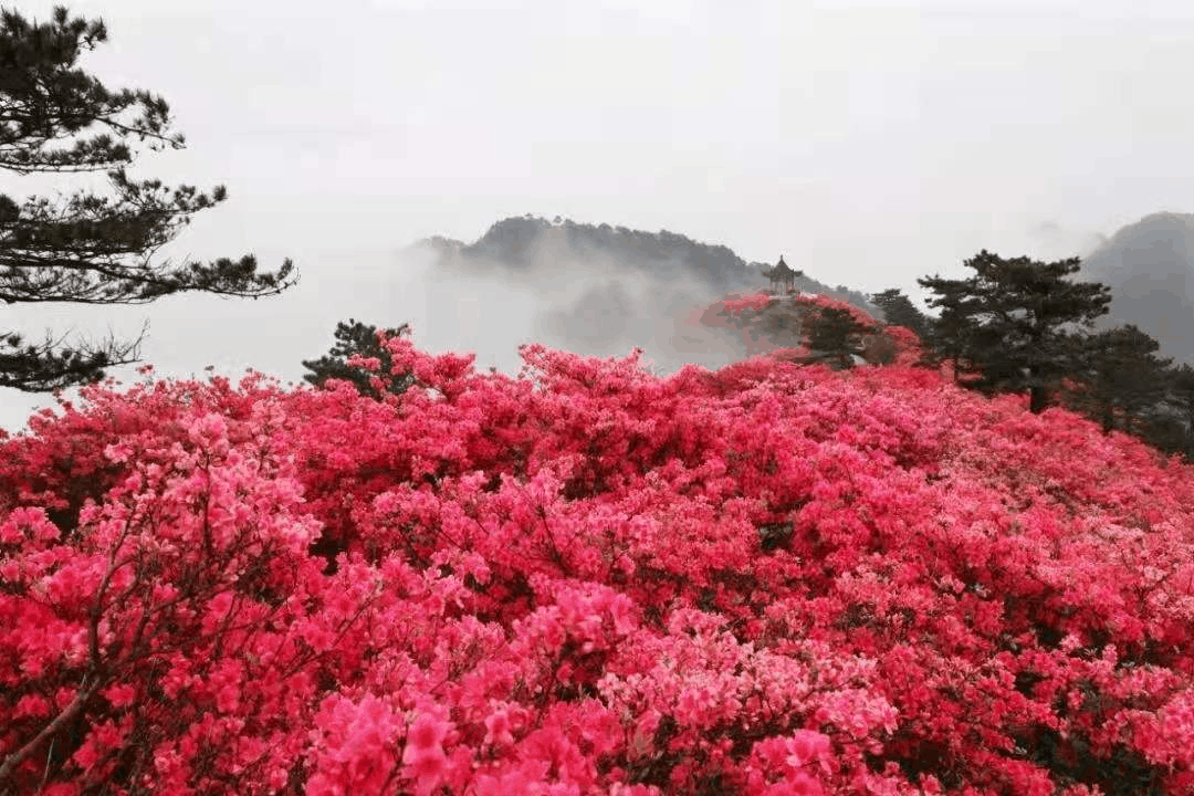 花开黄冈，最全“赏花景点”邀您打卡......