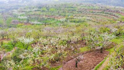 花开荆楚丨“桃梨花开木牌楼 库区人家三福村”直播活动来啦