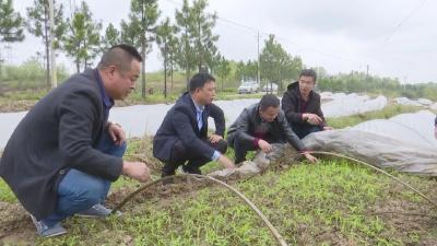 歧亭镇大力推广种植万寿菊 打造乡村振兴主导产业