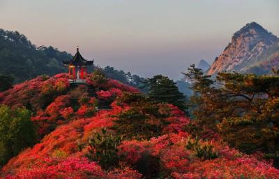 “杜鹃花海”登上湖北发布