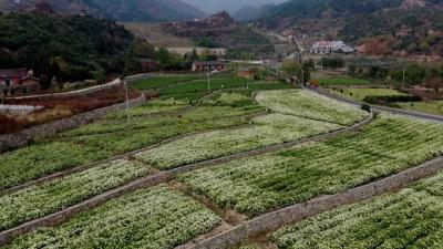 专家为麻城福白菊载入《中国药典》把脉