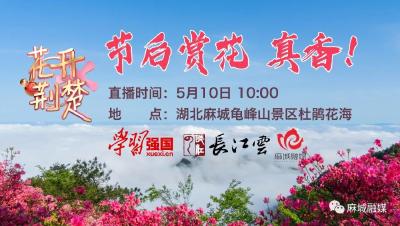 花开荆楚丨节后赏花正当时，麻城杜鹃依旧艳！