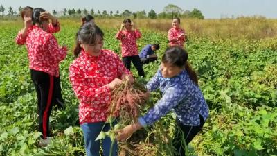 小红薯“蒸”出大名堂