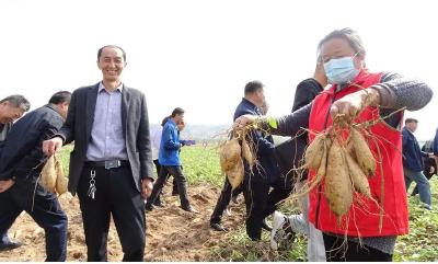 国家甘薯产业首席专家到我市开展红薯测产