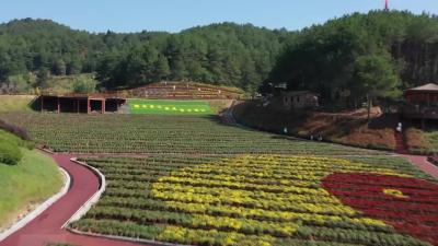 国庆节假期首日：麻城菊花飘香引客来