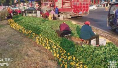 市城管执法局栽花置绿迎新年