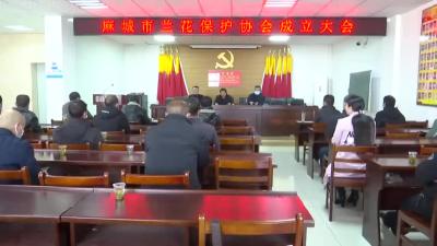 麻城市兰花保护协会正式成立