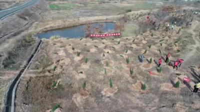 全民义务植树 共建绿色家园