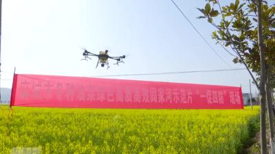 无人机上阵消灭油菜菌核病