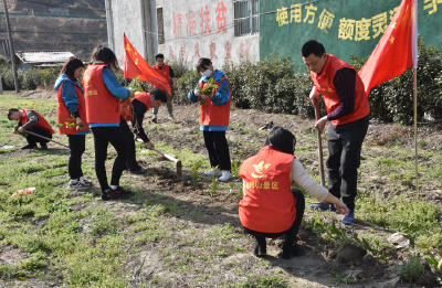 湖北交投大别山公司积极开展植树节活动