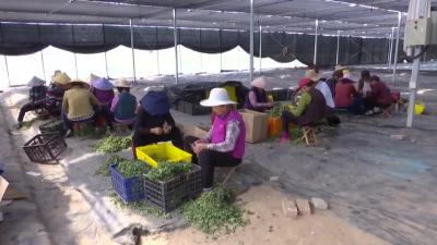 520万株优质菊花种苗扮靓中国农民丰收节湖北主会场活动