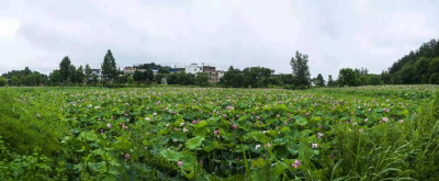 【美丽乡村】五脑山林场虎形地村：“旧貌”换“新颜” 美丽乡村建设正当时