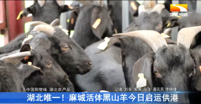 @香港，黑山羊已从麻城出发，请查收!