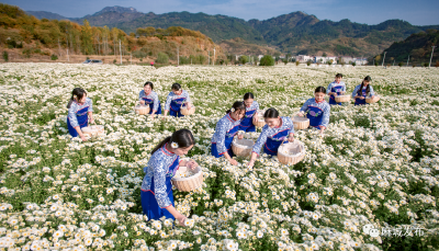 荣登“十大楚药”！这是来自北纬30度的麻城福白菊！