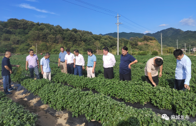 市农业农村局开展福白菊抗灾夺丰收技术服务