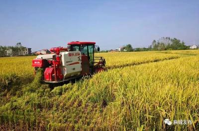 【喜迎二十大 乐享丰收节】麻城各地各部门以实际行动喜迎丰收节