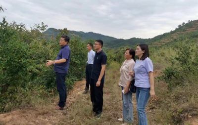 白果镇渡桥村：油茶果丰收 村民采摘忙