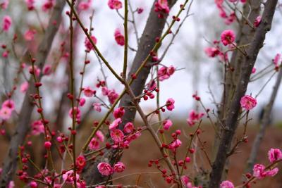 早春，麻城此地红梅怒放，美景醉人！