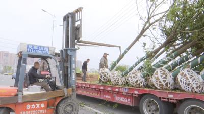 群策群力植绿护绿 共建共享绿色家园