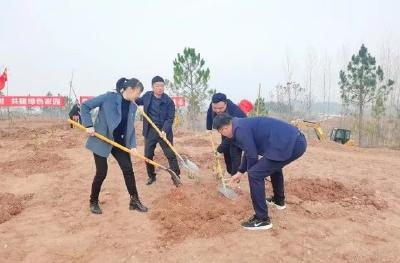 栽棵树 护片林！为麻城增绿添彩~