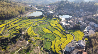 美出圈！油菜花开，古韵焕发新“春光”