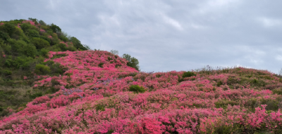 木子店镇吊桥沟风景区紫藤花海已进入盛花期