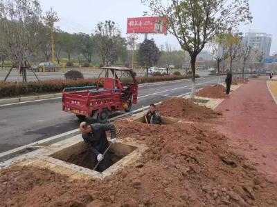 群策群力 共建共享 城区植绿护绿活动取得阶段性成果