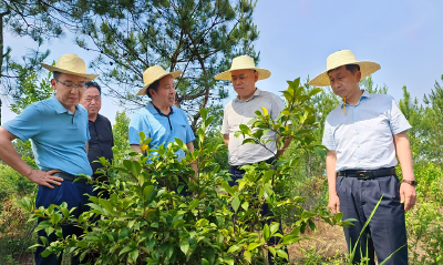 黄冈市乡村振兴局调研顺河镇油茶产业发展及乡村振兴工作