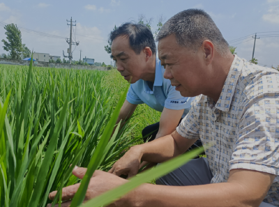 抓牢病虫防治关节点  稳住农业生产基本盘