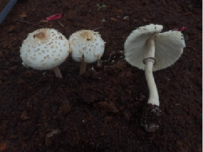 @麻城人，莫碰这把伞！