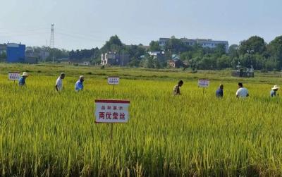 我市举办水稻“看禾选种”现场观摩会