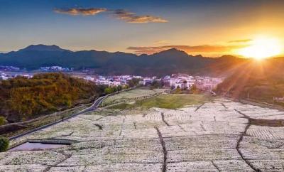 “麻城福白菊”的跨界之旅