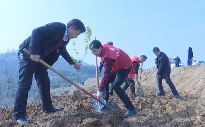 “上春山”，植树去！