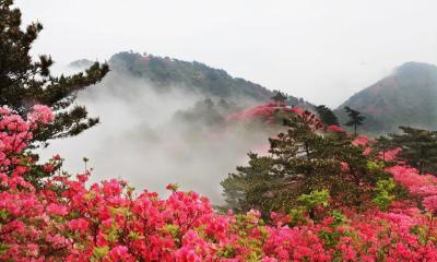 重磅｜2024年龟峰山杜鹃花海花期预告