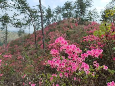 五脑山国家森林公园大片低山杜鹃花盛开