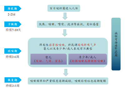 咳嗽注意！传染性极强！麻城人千万警惕