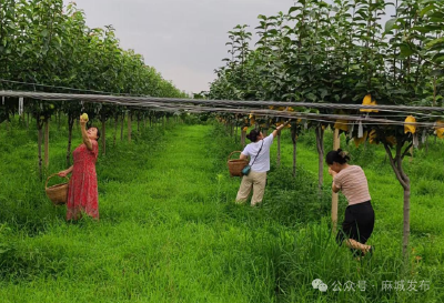 中馆驿镇：夏日好“丰”景 梨子采收忙