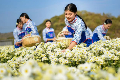 秋意正浓 菊花养生正当时