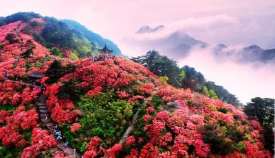 一朵花如何点燃一座城？