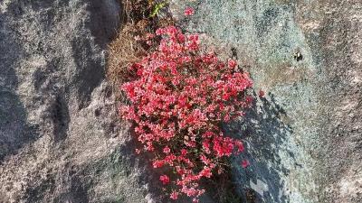 绝壁绽芳华！龟峰山龟首悬崖现独株杜鹃花演绎生命奇迹