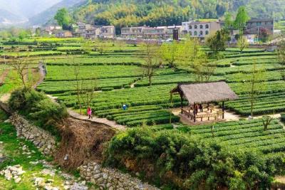 山货出山云提速 乡愁入市客争春