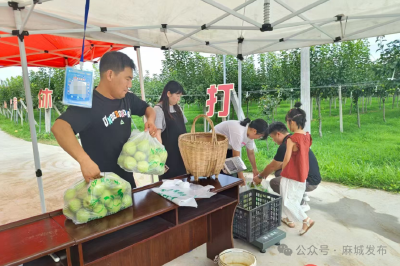 溥集村300亩蜜梨丰收 科技赋能结出“致富果”