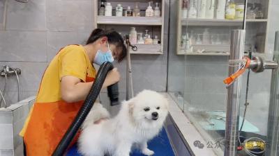 【民生大视野】情感需求催热麻城宠物经济