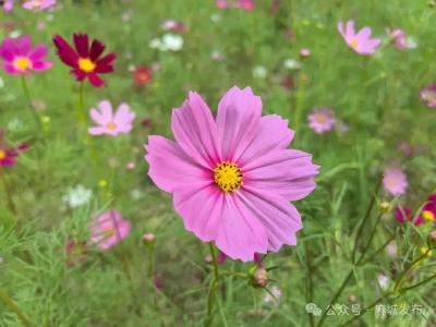 金秋焕彩迎客来！孝感乡文化园花海盛放，邀您寻根“老家麻城”