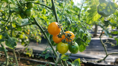 大棚里结满乡村振兴“致富果”