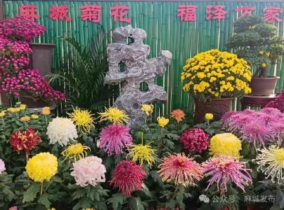 麻城菊花斩获24项全国大奖 匠心布展彰显品牌实力